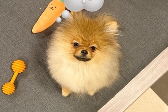 ふわふわで赤ちゃんのように可愛い犬→血統書で判明した『衝撃の本名』が6000万表示の大反響「不意打ちすぎて笑った」「可愛いｗｗ」と爆笑