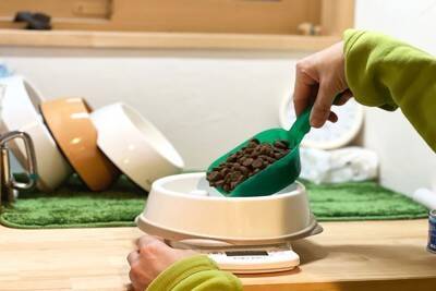 犬が肥満になる『NG習慣』5つ　愛犬を太らせすぎるとどうなるの？改善策まで