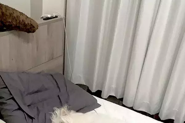 仕事を終えて『犬がいないな』と思ったので、探した結果→ベッドで見つけて…尊すぎる『天使のような光景』に6万いいね「最高」「やりきった感」