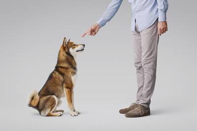 犬が飼い主にみせる『要求』サイン4選　執拗にアピールしてくるときの正しい接し方とは？