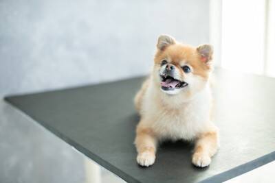 犬が飼い主にみせる『要求』サイン4選　執拗にアピールしてくるときの正しい接し方とは？