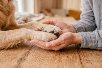 犬と人が『幸せに暮らす』ために必要なこと3つ　愛犬は何を望んでいる？改善すべき生活環境まで