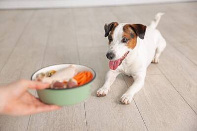 犬と人が『幸せに暮らす』ために必要なこと3つ　愛犬は何を望んでいる？改善すべき生活環境まで