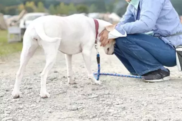 犬が『急に甘えてくる』3つの理由　愛犬が飼い主から離れたがらない心理や注意点まで