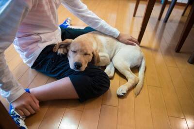 犬が『急に甘えてくる』3つの理由　愛犬が飼い主から離れたがらない心理や注意点まで