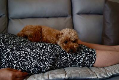 犬が『急に甘えてくる』3つの理由　愛犬が飼い主から離れたがらない心理や注意点まで