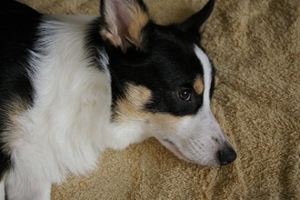 犬が『不満』を抱えているときにみせる行動4選　日々の暮らしに満足してもらうためにできることまで