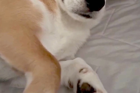 朝、一緒に寝た犬に『おはよう』と声をかけた結果→『喜ぶかな』と思ったら…まさかの態度が64万再生「よそよそしいｗｗ」「凄い他人顔で草」