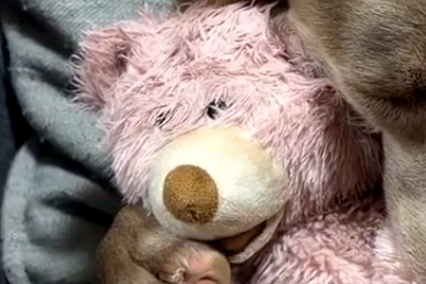 夜、寝る時間になると『くまさんのぬいぐるみ』を大型犬が…小さな子供のような『尊い寝姿』に悶絶「たまらん…天使」「なんて癒される表情」