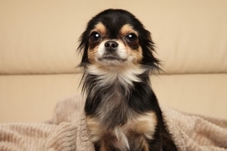 犬が『警戒している』ときにする3つの行動　心を閉ざしてしまう要因や安心させる方法まで