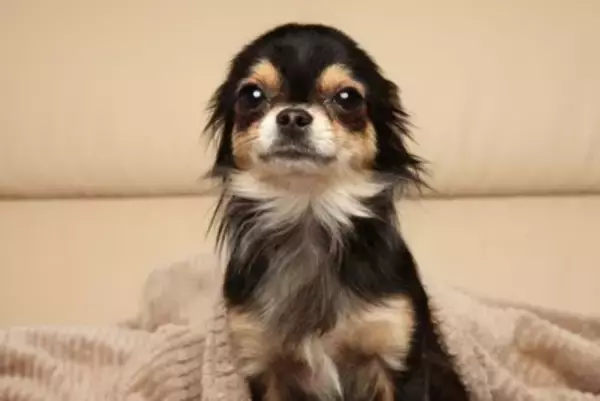 犬が『警戒している』ときにする3つの行動　心を閉ざしてしまう要因や安心させる方法まで