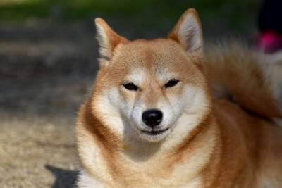 犬が『警戒している』ときにする3つの行動　心を閉ざしてしまう要因や安心させる方法まで