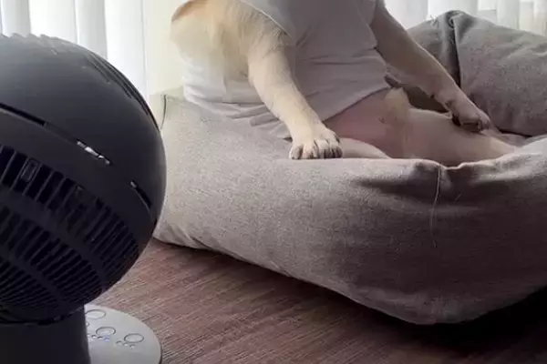 『白いタンクトップ着たおじさんですよね…？』窓際でくつろぐ犬→ワンコとは思えない『まさかの風貌』に反響「世帯主感ｗ」「人間化してて草」