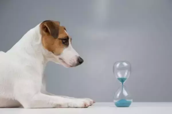 犬は『時間』を理解している？ごはんのタイミングがわかる理由や注意すべきポイントまで