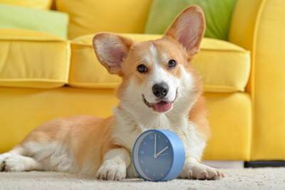 犬は『時間』を理解している？ごはんのタイミングがわかる理由や注意すべきポイントまで