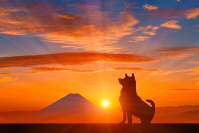 犬は『時間』を理解している？ごはんのタイミングがわかる理由や注意すべきポイントまで