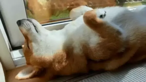 『ごはん』に反応しない犬に『お父さん』と言ってみた結果…まさかの『想像以上のリアクション』が19万再生「秒すぎて草」「魔法の呪文ｗ」