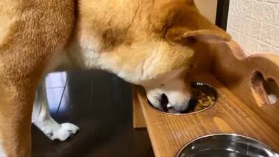 『ごはん』に反応しない犬に『お父さん』と言ってみた結果…まさかの『想像以上のリアクション』が19万再生「秒すぎて草」「魔法の呪文ｗ」