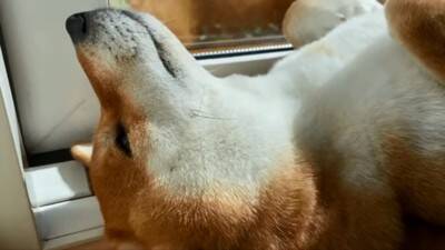 『ごはん』に反応しない犬に『お父さん』と言ってみた結果…まさかの『想像以上のリアクション』が19万再生「秒すぎて草」「魔法の呪文ｗ」