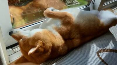 『ごはん』に反応しない犬に『お父さん』と言ってみた結果…まさかの『想像以上のリアクション』が19万再生「秒すぎて草」「魔法の呪文ｗ」