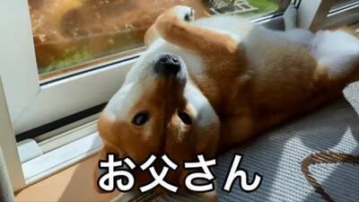 『ごはん』に反応しない犬に『お父さん』と言ってみた結果…まさかの『想像以上のリアクション』が19万再生「秒すぎて草」「魔法の呪文ｗ」