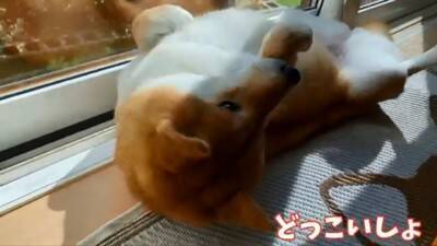 『ごはん』に反応しない犬に『お父さん』と言ってみた結果…まさかの『想像以上のリアクション』が19万再生「秒すぎて草」「魔法の呪文ｗ」