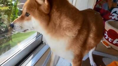 『ごはん』に反応しない犬に『お父さん』と言ってみた結果…まさかの『想像以上のリアクション』が19万再生「秒すぎて草」「魔法の呪文ｗ」