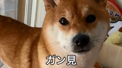 『ごはん』に反応しない犬に『お父さん』と言ってみた結果…まさかの『想像以上のリアクション』が19万再生「秒すぎて草」「魔法の呪文ｗ」