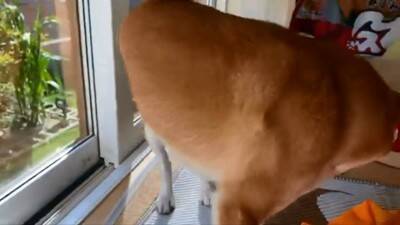 『ごはん』に反応しない犬に『お父さん』と言ってみた結果…まさかの『想像以上のリアクション』が19万再生「秒すぎて草」「魔法の呪文ｗ」