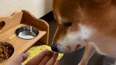 『ごはん』に反応しない犬に『お父さん』と言ってみた結果…まさかの『想像以上のリアクション』が19万再生「秒すぎて草」「魔法の呪文ｗ」