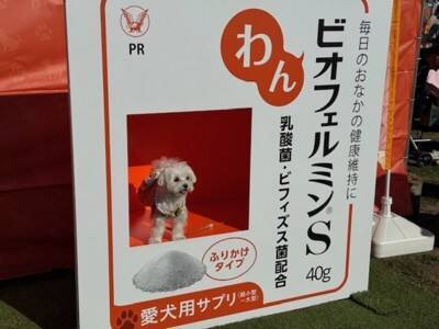 11月22日はペットたちに感謝する日。秋晴れの会場にはいぬ・イヌ・犬！熱気溢れる「ジャパンわんこフェスタ2025秋inお台場」に行ってきました！