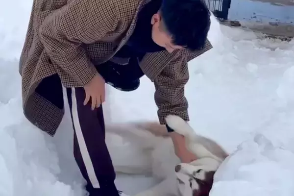 ドッグランから帰りたくない大型犬→駄々をこね始め…抵抗する姿が『人間の子ども』のようだと118万再生「イヤイヤ期で草」「全身で阻止ｗ」