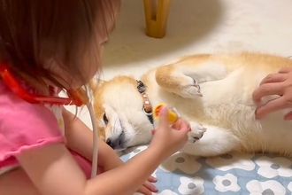 2歳の女の子の『お医者さんごっこ』に付き合う犬→患者役に任命されて…無茶苦茶すぎる光景が39万再生「患者さんうますぎて草」「可愛い世界」