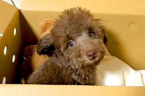 親が3キロ程度の子犬を飼った結果→『同じくらいに育つかな』と思っていたら…想定外だった『成長』に反響「どう育っても可愛い」「元気でよし」