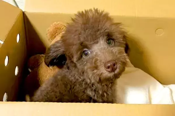 親が3キロ程度の子犬を飼った結果→『同じくらいに育つかな』と思っていたら…想定外だった『成長』に反響「どう育っても可愛い」「元気でよし」