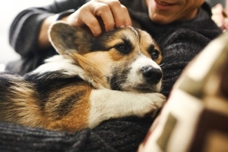 犬は飼い主に『抱っこ』されているとき何を考えているの？嫌がっているかどうかを判断する方法まで