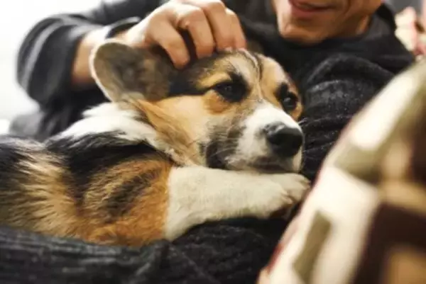 犬は飼い主に『抱っこ』されているとき何を考えているの？嫌がっているかどうかを判断する方法まで