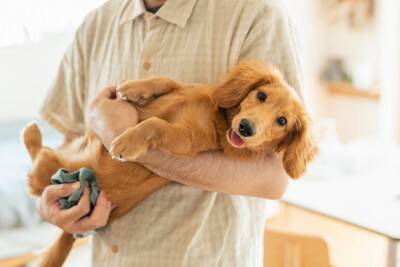 犬は飼い主に『抱っこ』されているとき何を考えているの？嫌がっているかどうかを判断する方法まで