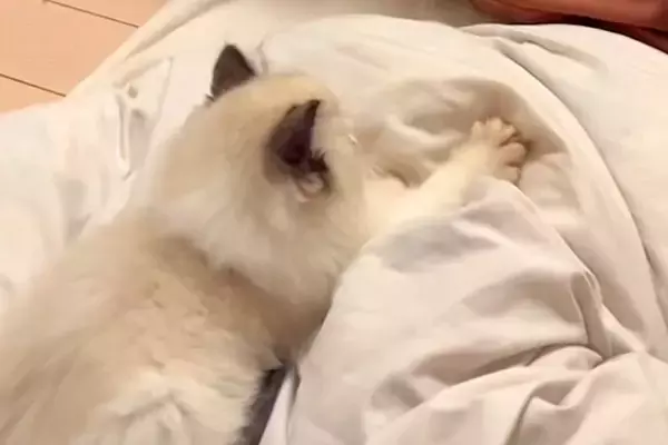 一時的に猫を預かることに→家にいた犬が『大好きなぬいぐるみ』を…尊すぎる『思いやりに溢れた光景』が66万再生「涙が出る」「気遣いの塊」