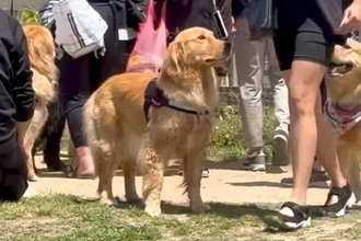 ドッグランで迷子になった大型犬→周りの人に『うちの飼い主、知りません？』と探して…発見した瞬間の『尊い反応』が110万再生「笑顔たまらん」
