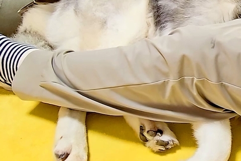 夜、雷に怯える大型犬→隠れる場所がなく、家の中をさまよった結果…最後に行きついた『場所』が尊いと19万再生「キュンとした」「微笑ましい」