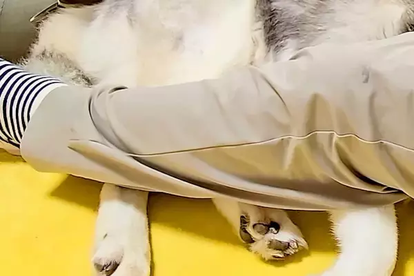 夜、雷に怯える大型犬→隠れる場所がなく、家の中をさまよった結果…最後に行きついた『場所』が尊いと19万再生「キュンとした」「微笑ましい」