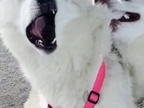 『過去一ヤバいｗ』お友だちと遊ぶハスキー犬→ほっぺを噛まれ…アニメのような表情に10万いいね「AI生成かとｗ」「ディズニー出てきそう」