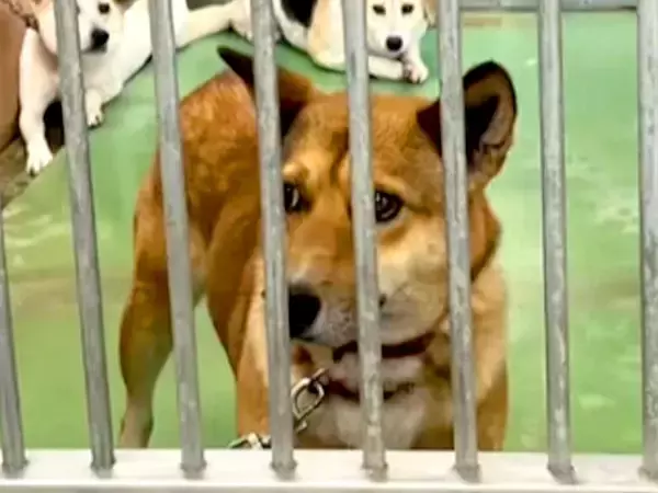 突然現れた『1匹の野良犬』→保健所に収容されて…1年後の『奇跡の物語』に感動の声「幸せそうな表情で泣いた…」「なんてお利口さんなの」