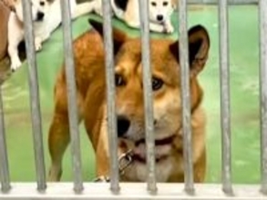 突然現れた『1匹の野良犬』→保健所に収容されて…1年後の『奇跡の物語』に感動の声「幸せそうな表情で泣いた…」「なんてお利口さんなの」