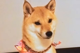 『100円で売れ残っていた犬』との物語に涙　他のワンコをお迎えする予定が…偶然の『巡りあわせ』と『12年後の現在』が話題「泣けてきた」