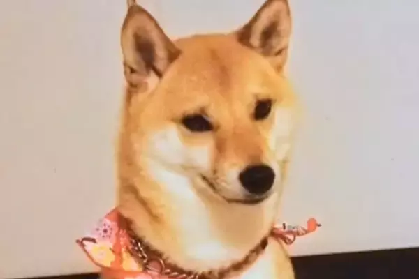 『100円で売れ残っていた犬』との物語に涙　他のワンコをお迎えする予定が…偶然の『巡りあわせ』と『12年後の現在』が話題「泣けてきた」