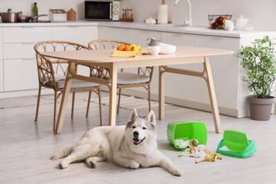 犬が好む『臭いもの』５選　どんなニオイに魅力を感じるの？衛生面は大丈夫？