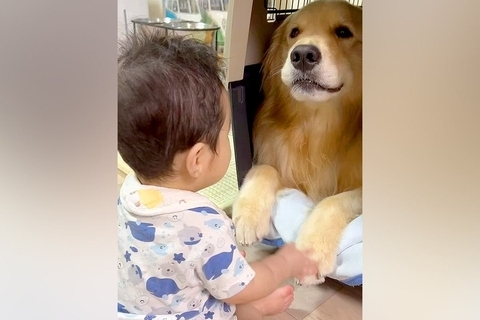 赤ちゃんが『大型犬の前足に触れた』結果→まるで『お話し』しているようで…とんでもなく尊い『心を通わせる光景』に反響「可愛くて微笑ましい」