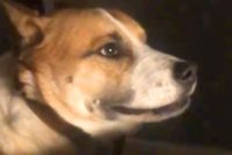 同居犬にチーズを横取りされた犬→ブチギレてしまい…まるで『人の兄弟のような光景』が26万再生「食べ物の恨みは怖いｗ」「心から謝ってる」